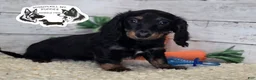 Miniature Dachshund dogs for sale: Mabel - Ad 9