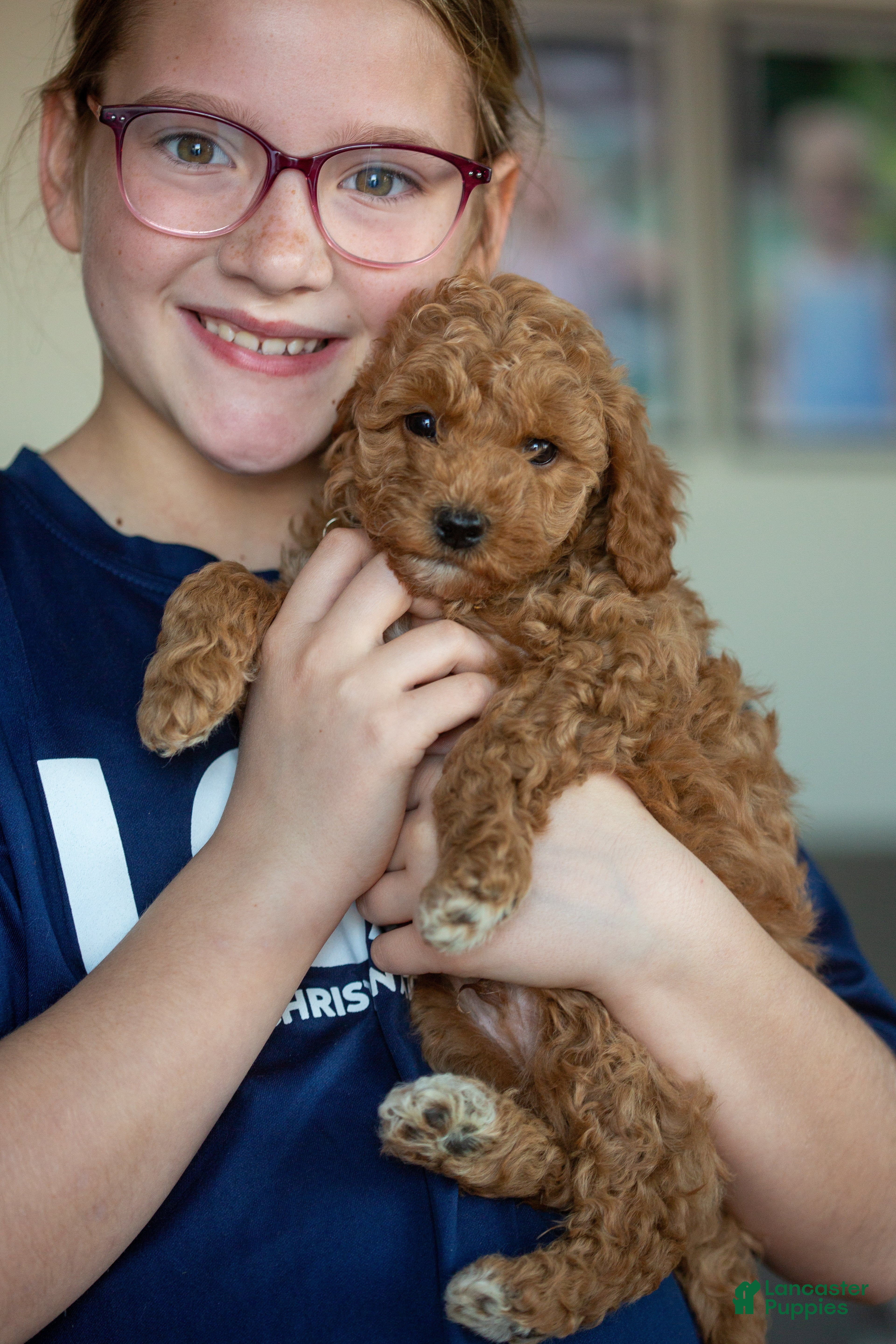 Mini Goldendoodle dogs Mini Goldendoodle Puppy 2 - Ad 37