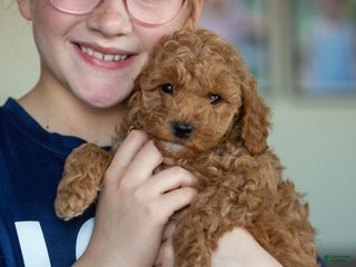 Mini Goldendoodle dogs Mini Goldendoodle Puppy 2 - Ad 24