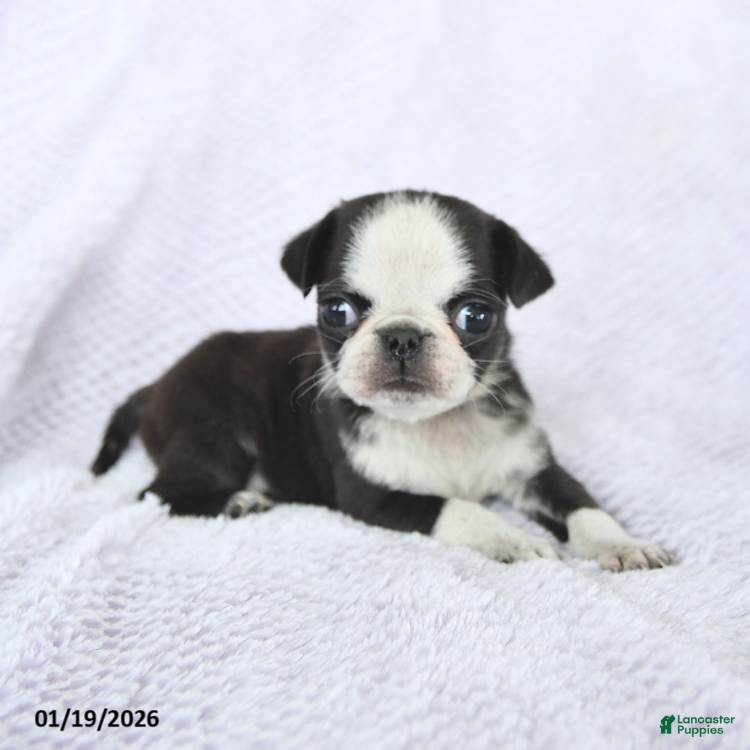 Pug dogs for sale: Waldo - Ad 2