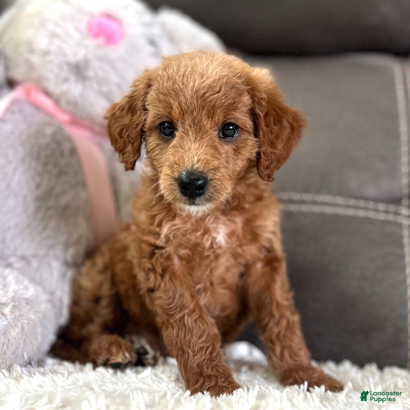 Mini Goldendoodle dogs Lucy (Micro Mini Girl) - Ad 2