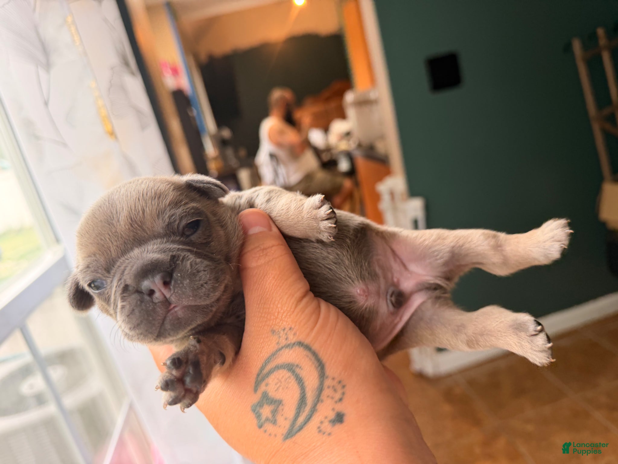 French Bulldog dogs French Bulldog Puppy 2 - Ad 4