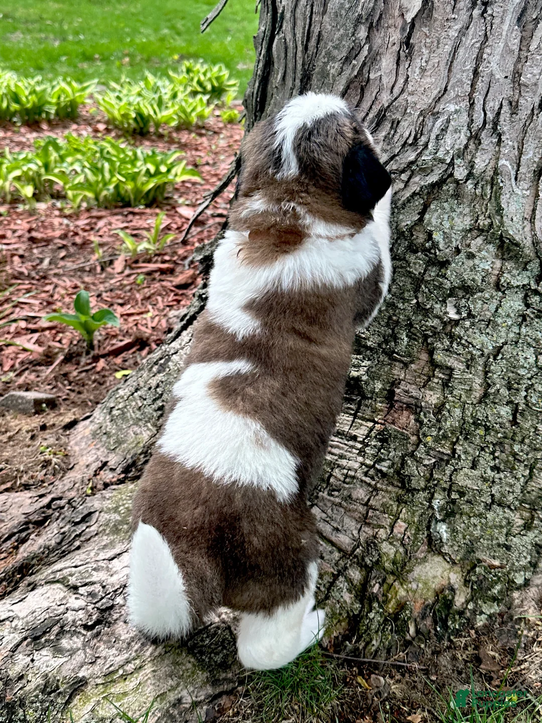 Saint Bernard dogs for sale: Sugar - Ad 2