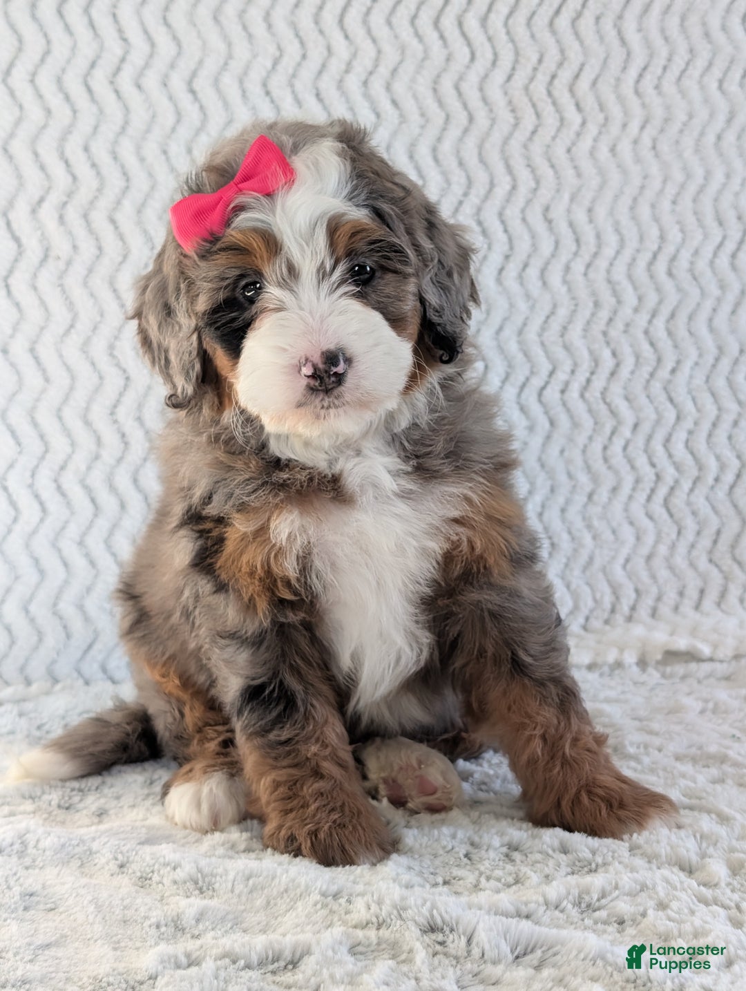 Mini Bernedoodle dogs for sale: Mini Sadie  - Ad 6