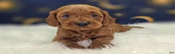 Cockapoo dogs for sale: Glaze - Ad 14
