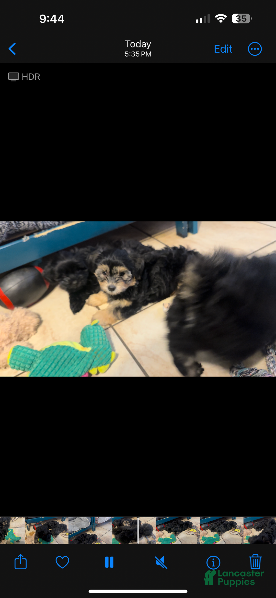 Mixed Breed dogs for sale: Mixed Breed Puppy 3 - Ad 11