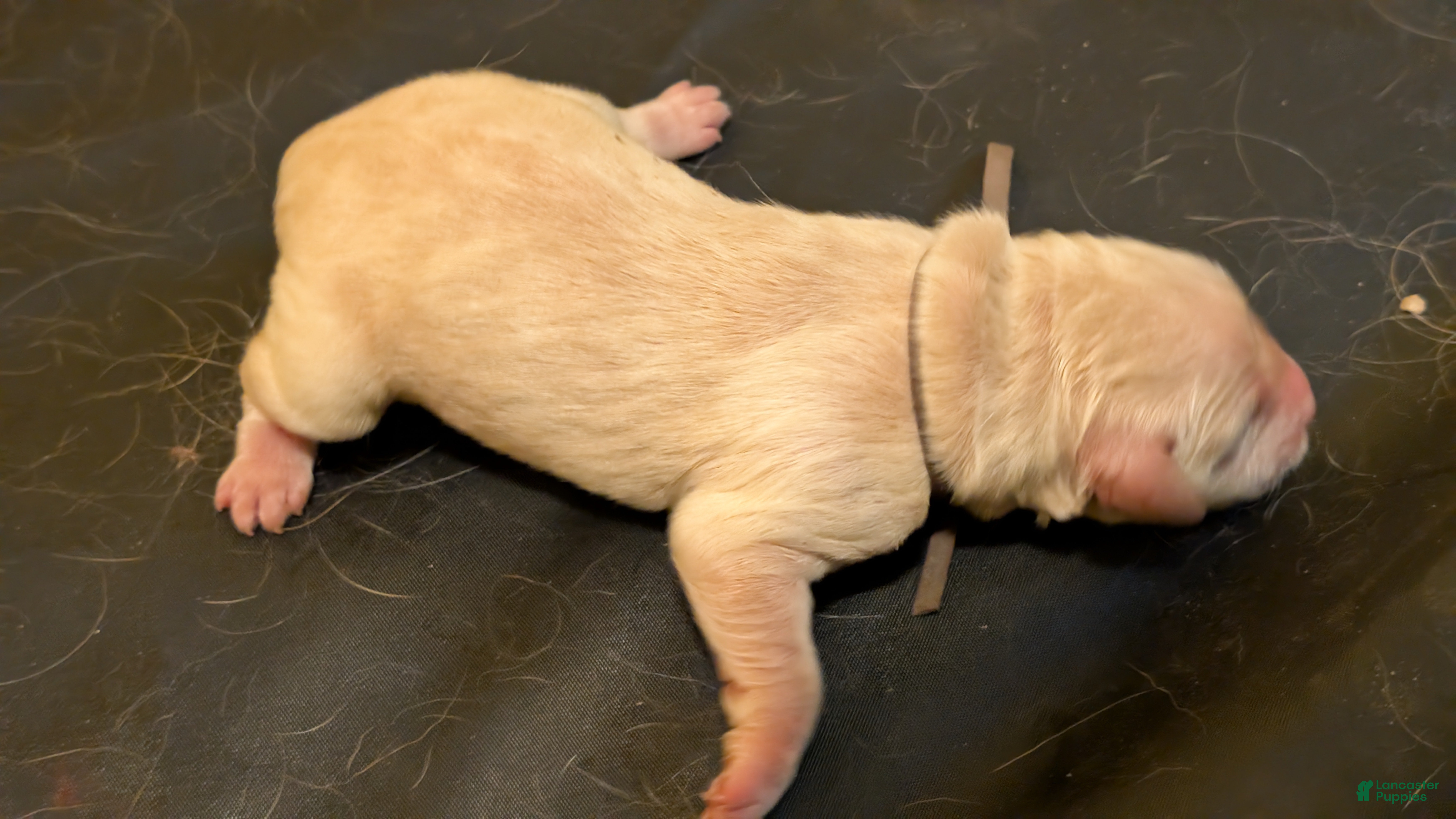 Golden Retriever dogs Golden Retriever (Brown Collar) - Ad 2