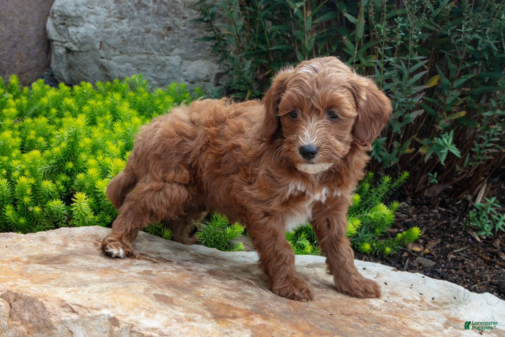 Mini Goldendoodle dogs Trey - Ad 2