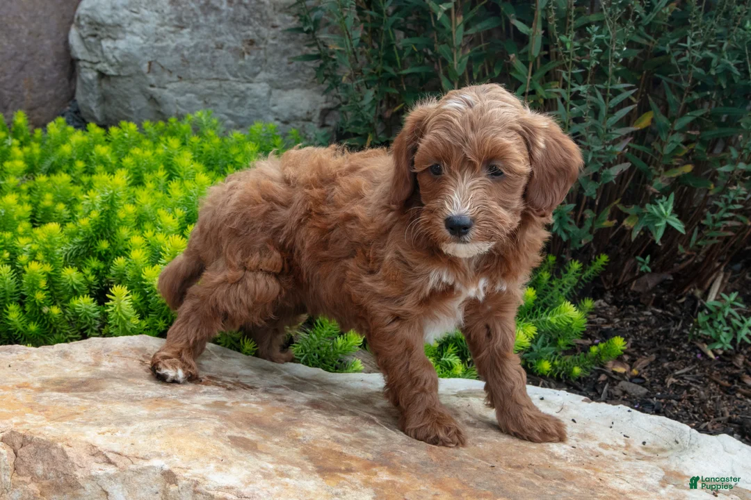 Mini Goldendoodle dogs for sale: Trey - Ad 2