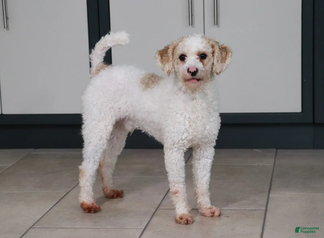 Goldendoodle dogs for sale: Oakley - Ad 6