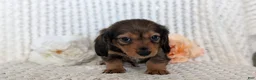 Miniature Dachshund dogs for sale: Rocco - Ad 11