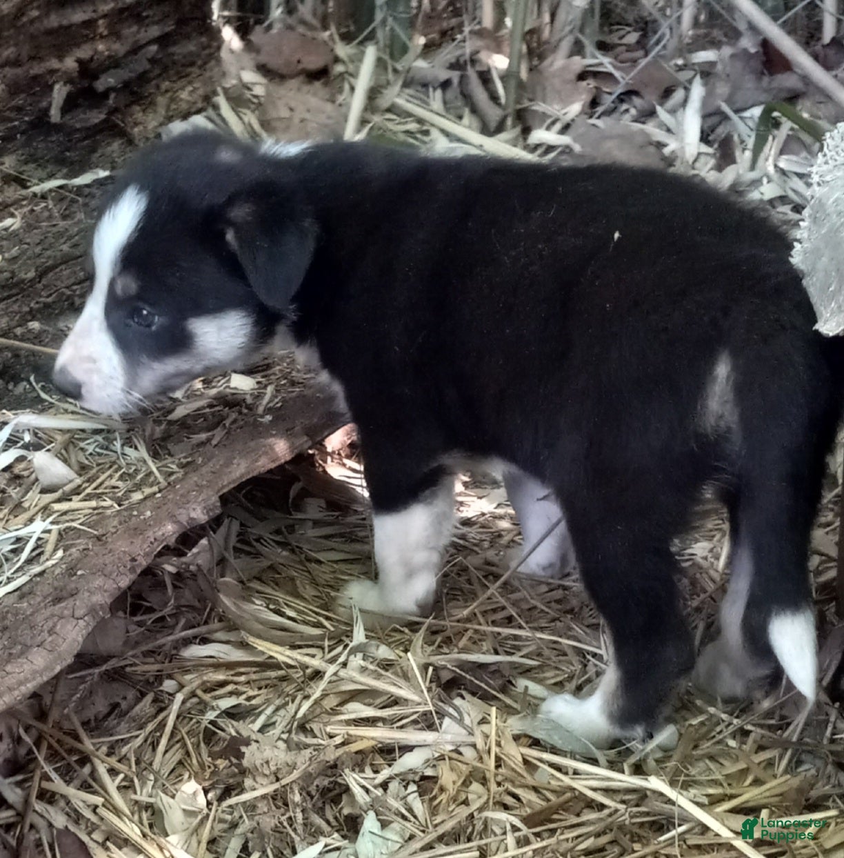 Border Collie dogs Zoe - Ad 33