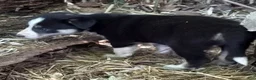 Border Collie dogs for sale: Zoe - Ad 1