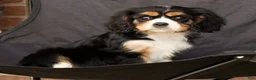 Cavalier King Charles Spaniel dogs for sale: Sophie - Ad 8