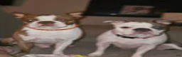 Boston Terrier dogs for sale: Max - Ad 12