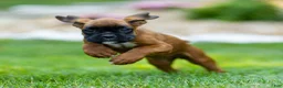 Boxer dogs for sale: Narissa Boxer  - Ad 12
