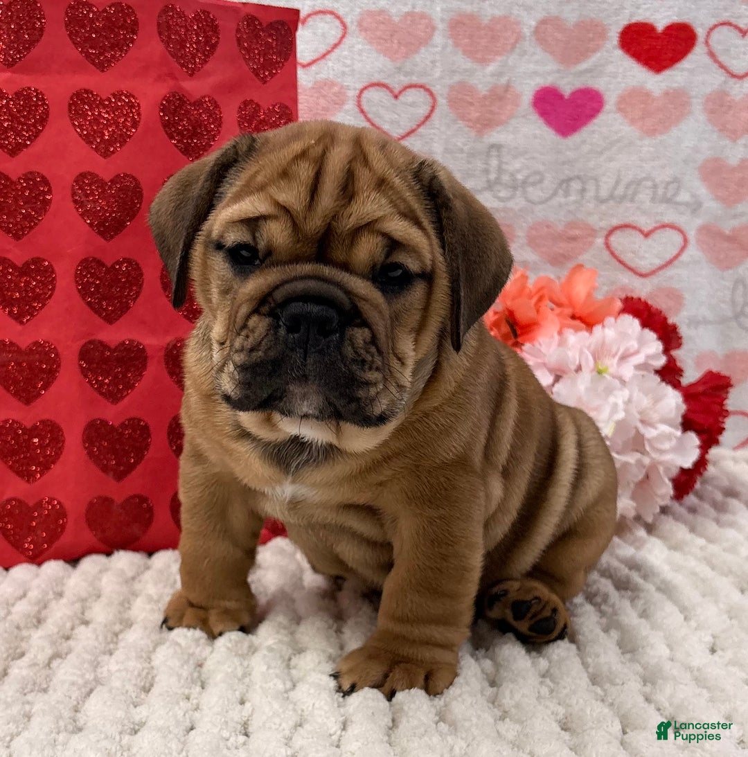 English Bulldog dogs for sale: Tara - Ad 3