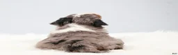 Mini Bernedoodle dogs for sale: Felix  - Ad 16