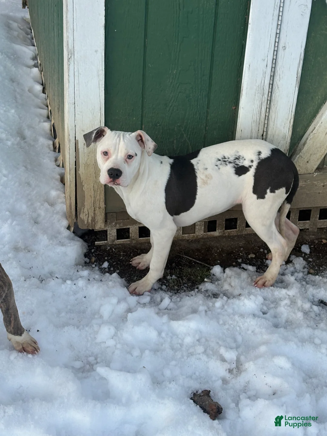 Mixed Breed dogs for sale: Myla - Ad 1