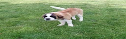 Saint Bernard dogs for sale: Saint Bernard Puppy 1 - Ad 6