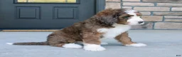 Bernedoodle dogs for sale: Max  - Ad 7