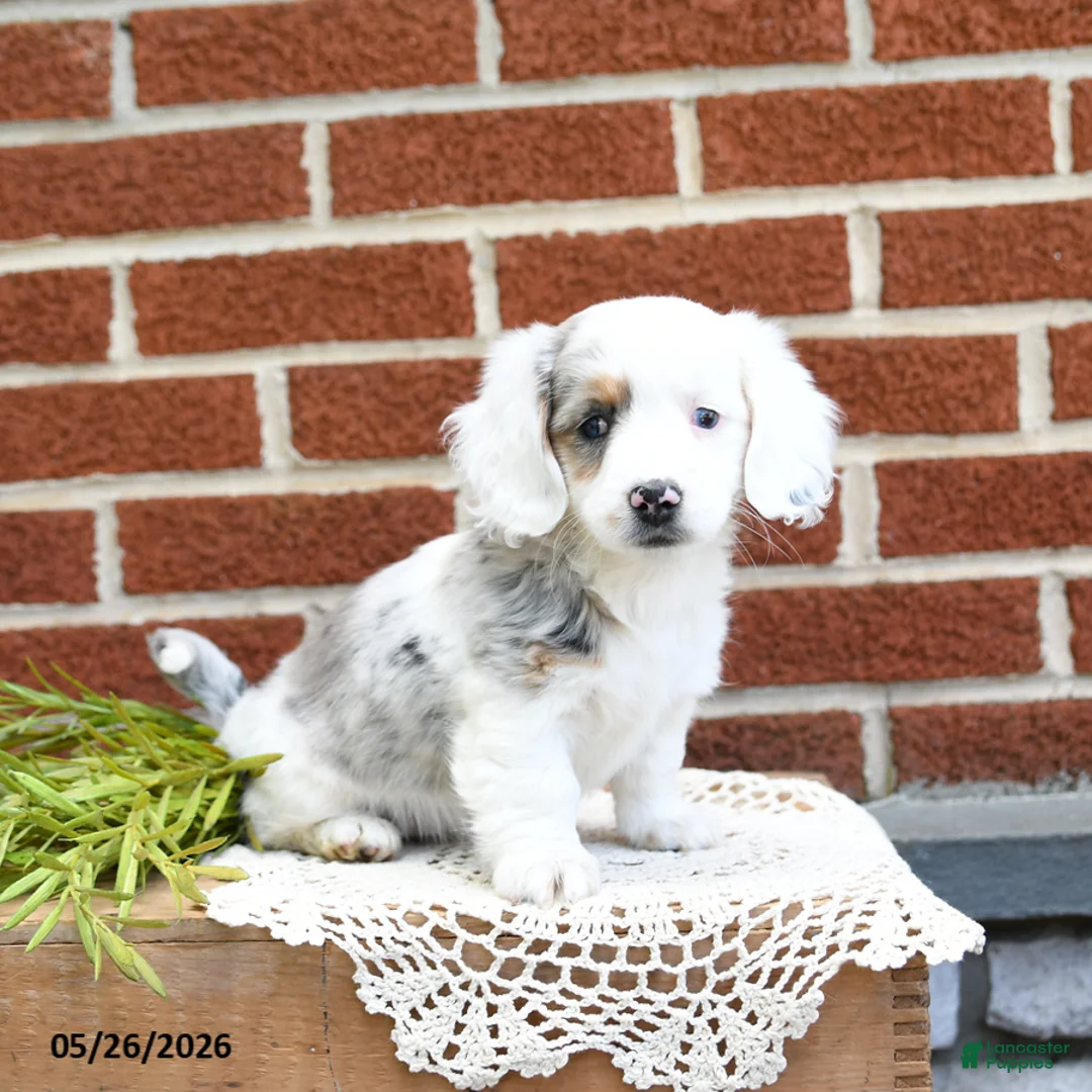 Miniature Dachshund dogs for sale: Jemma - Ad 1