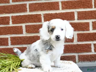Miniature Dachshund dogs for sale: Jemma - Ad 3