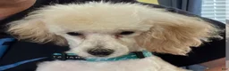 Maltipoo dogs for sale:  Poppy - Ad 6