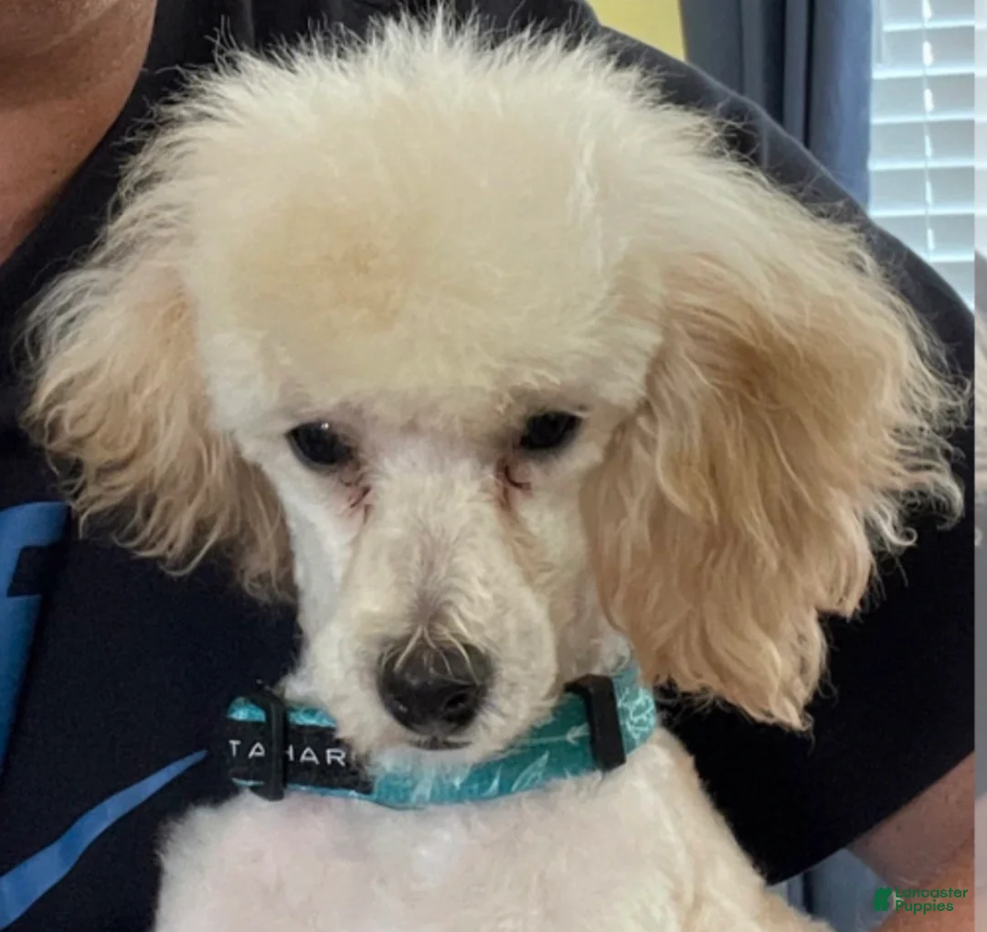 Maltipoo dogs for sale:  Poppy - Ad 6