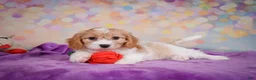 Cavapoo dogs for sale: Ruby - Ad 5