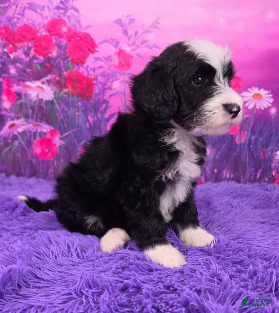 Mini Sheepadoodle dogs for sale: Scooby - Ad 2