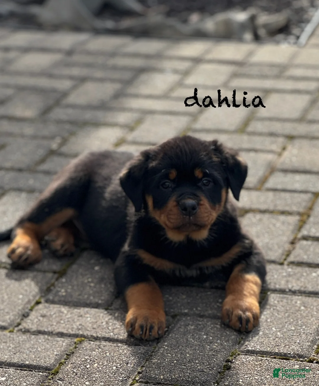 Rottweiler dogs for sale: Dahila (long tail)  - Ad 4