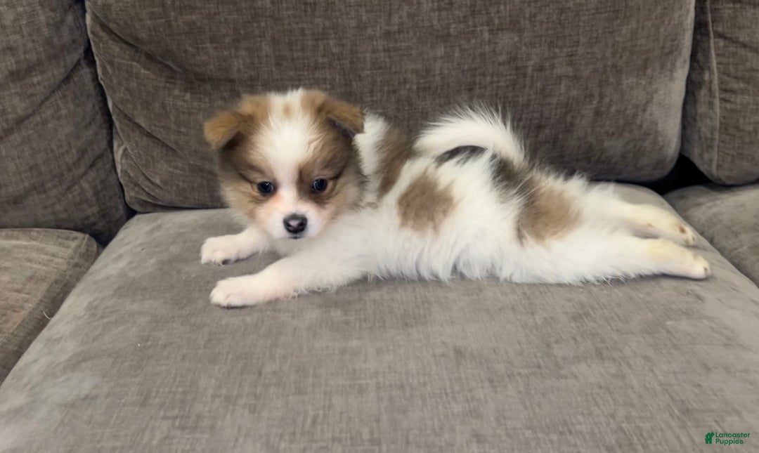 Pomeranian dogs for sale: Pomeranian Pups - Ad 5