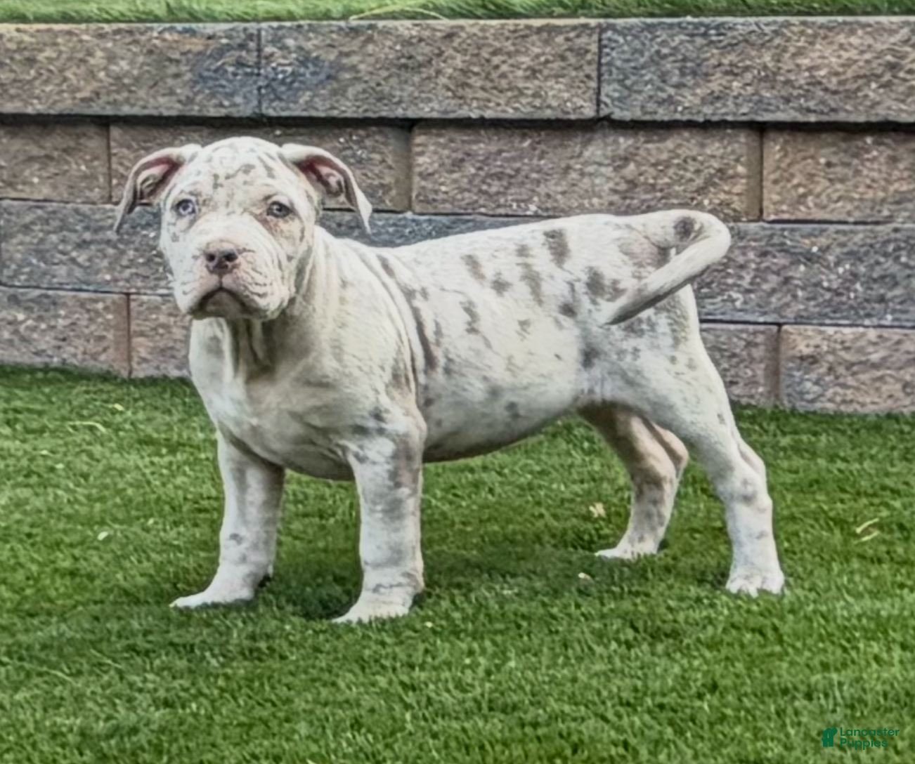 American Bully dogs Rose - Ad 5