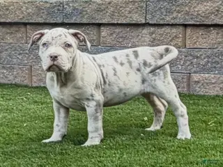 American Bully dogs Rose - Ad 5