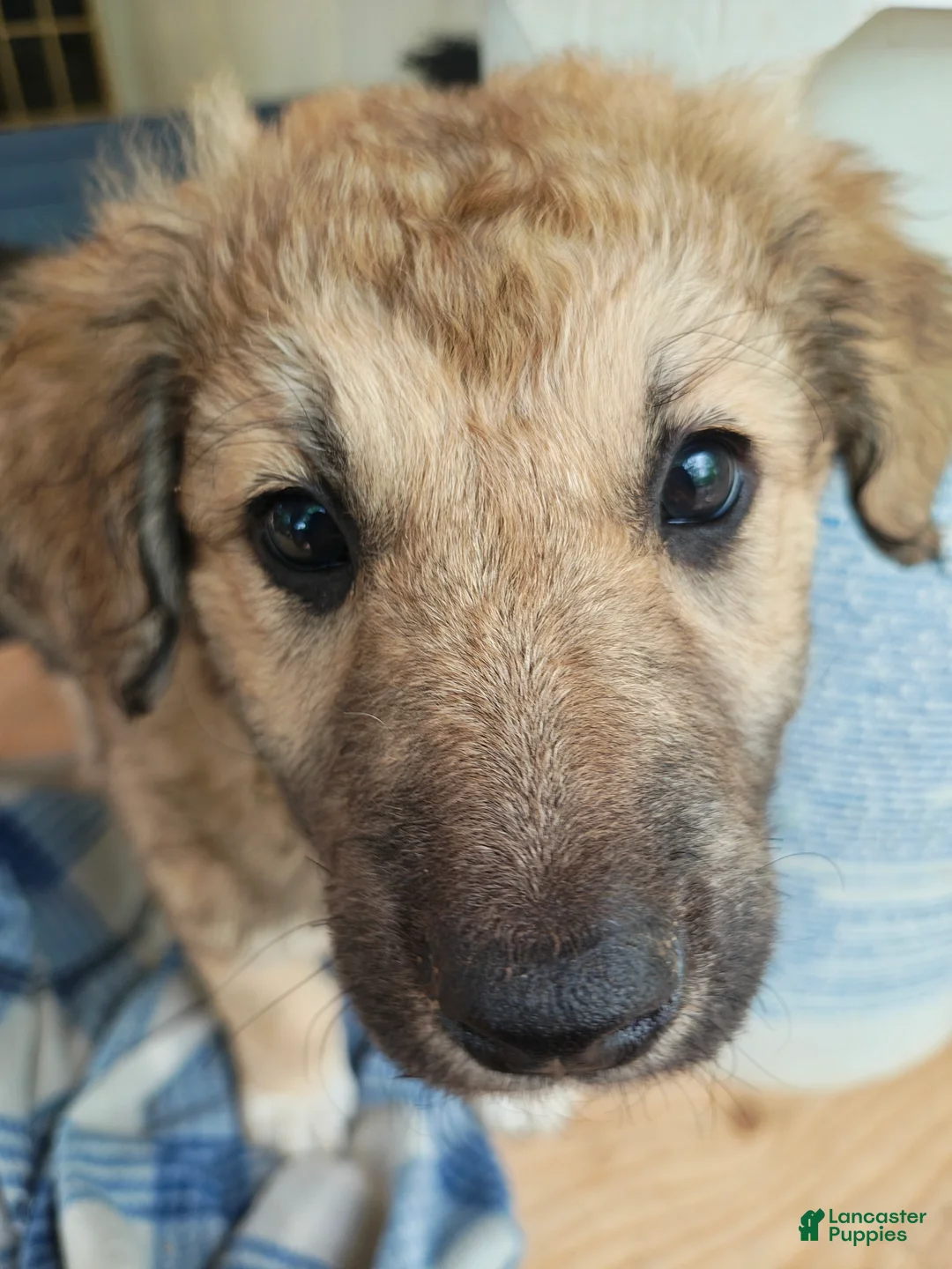 Mixed Breed dogs for sale: Willow - Ad 1