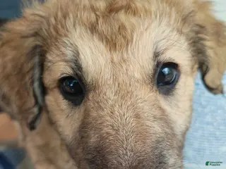 Mixed Breed dogs Willow - Ad 12