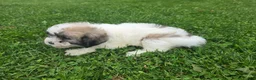 Havapoo dogs for sale: Havapoo Female 3 - Ad 2