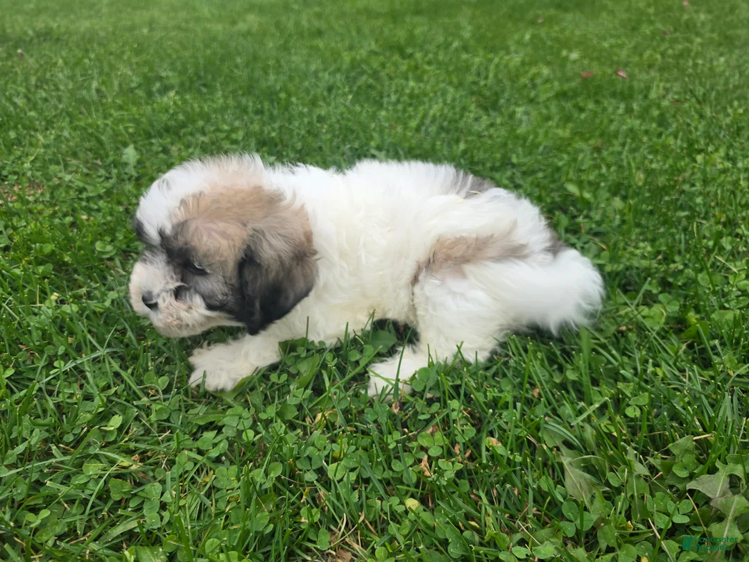 Havapoo dogs for sale: Havapoo Female 3 - Ad 2