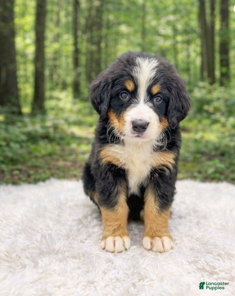 Bernese Mountain Dog dogs Jette - Ad 1