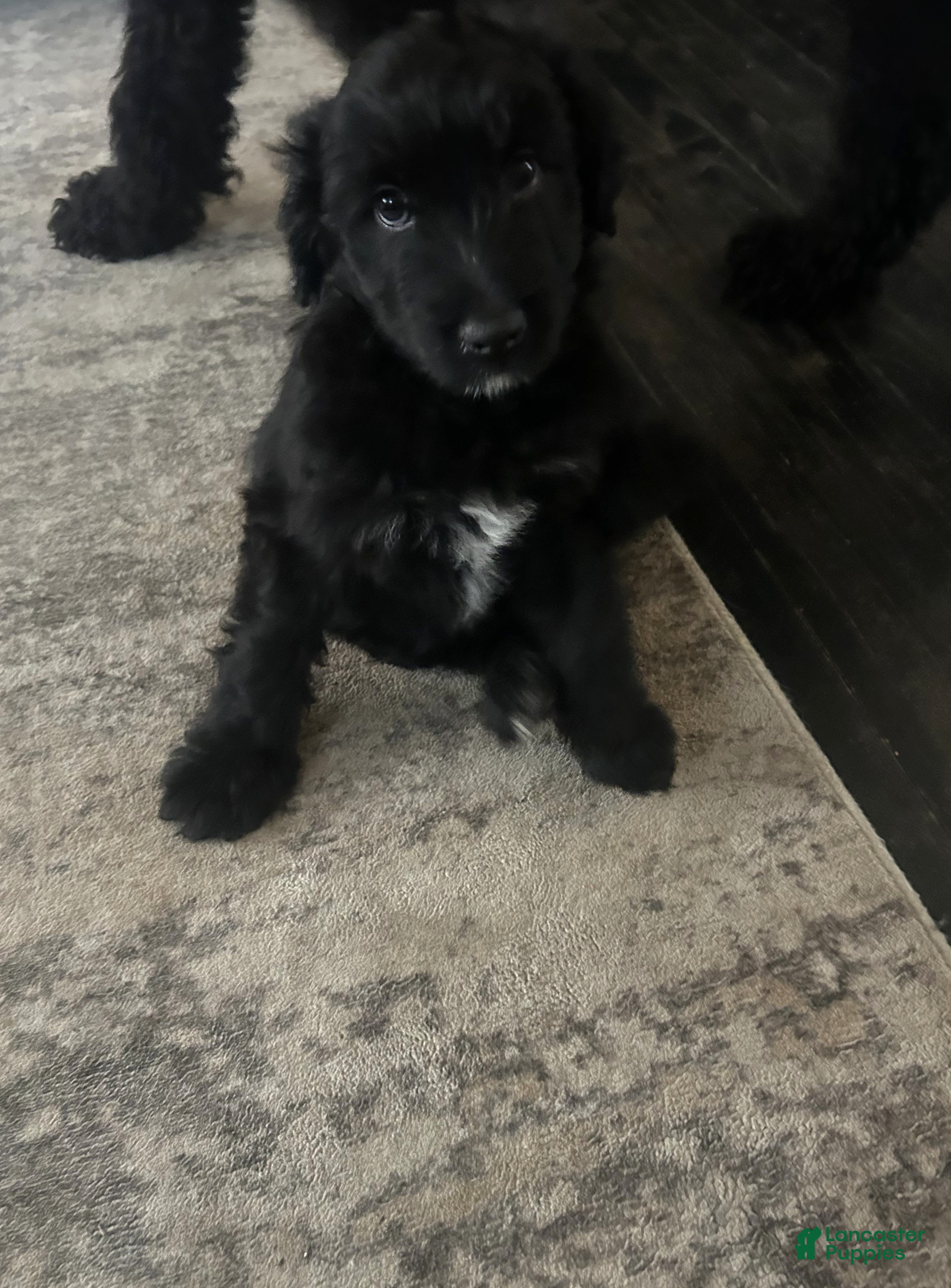 Aussiedoodle dogs tiny - Ad 1