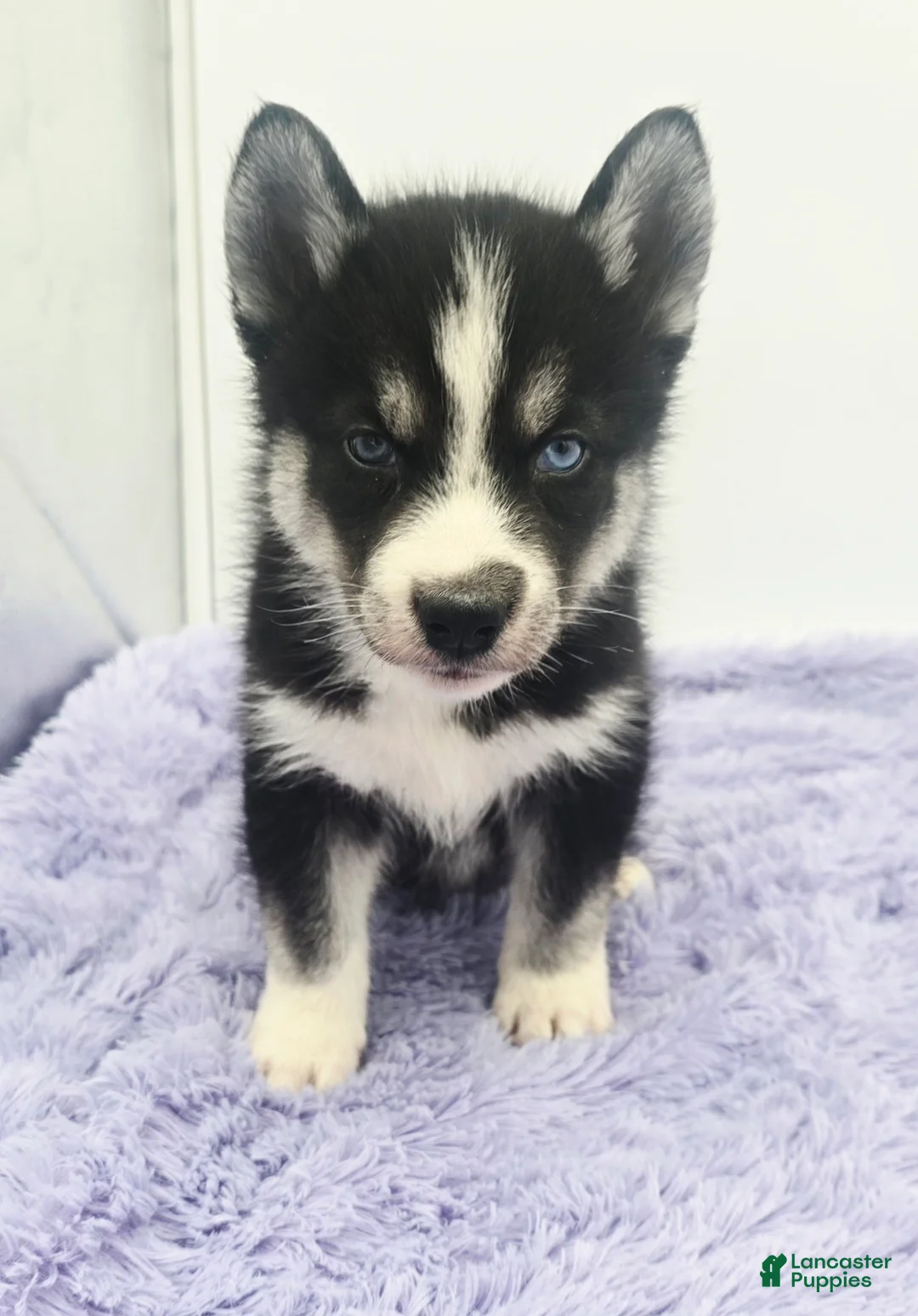 Siberian Husky dogs for sale: Cody - Ad 2