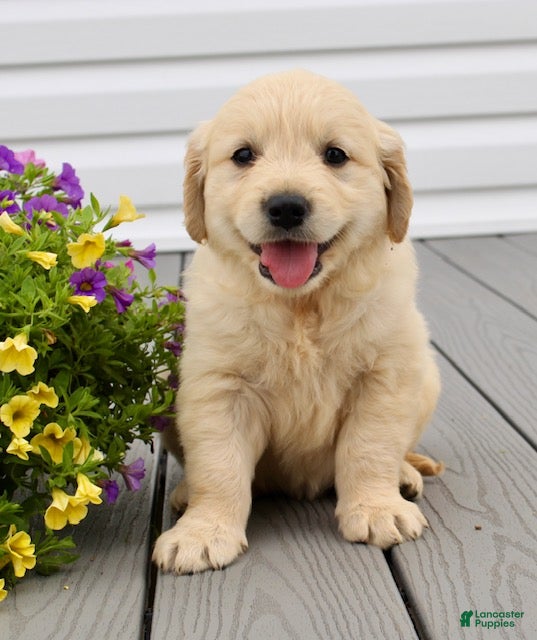 Golden Retriever dogs Molly - Ad 2