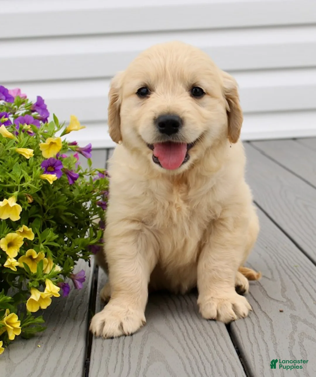 Golden Retriever dogs for sale: Molly - Ad 2