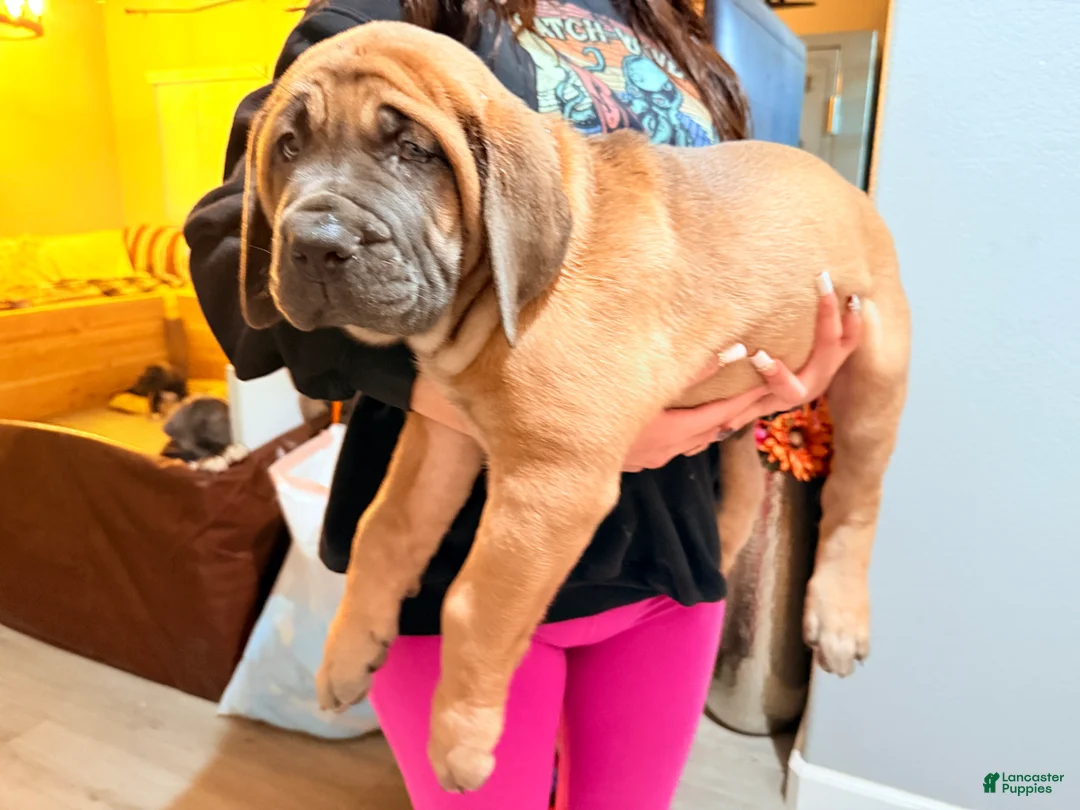 Mixed Breed dogs for sale: Mixed Breed Puppy 1 - Ad 5