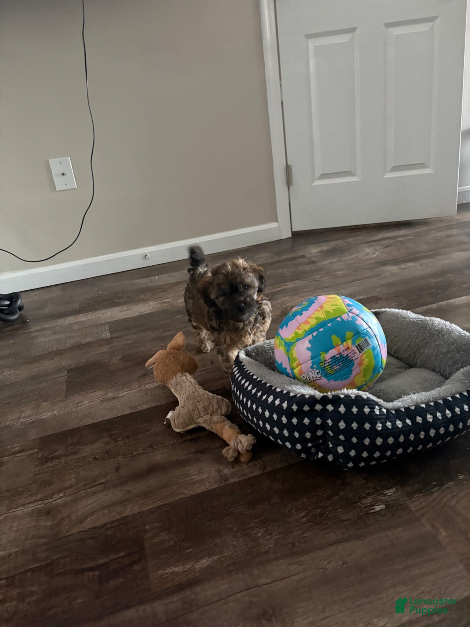 Yorkiepoo dogs Yorkiepoo 1 - Ad 29