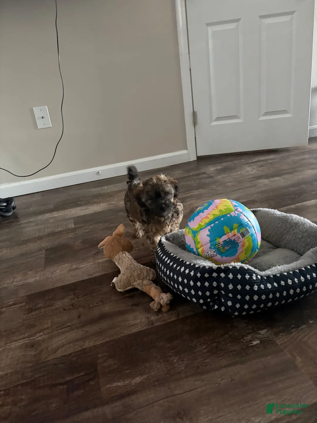 Yorkiepoo dogs for sale: Yorkiepoo 1 - Ad 1