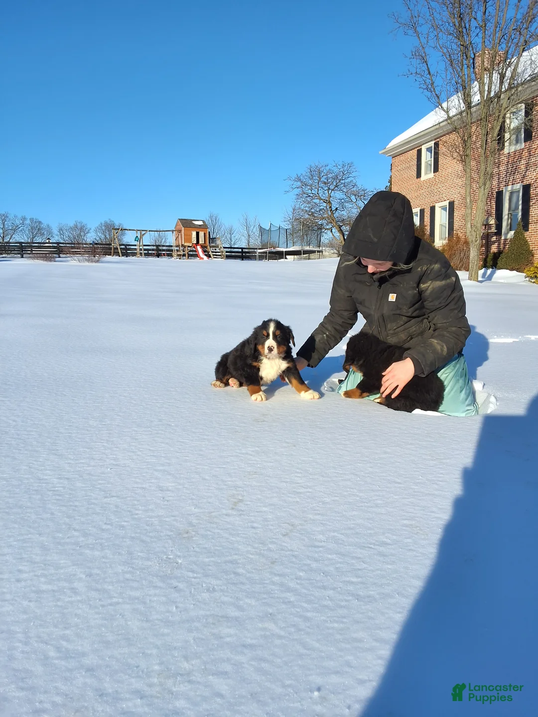 Bernese Mountain Dog dogs for sale: Bernese Mountain Dog Puppy 1 - Ad 3