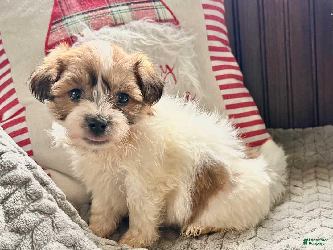 Teddy Bear dogs for sale: Rover  - Ad 3