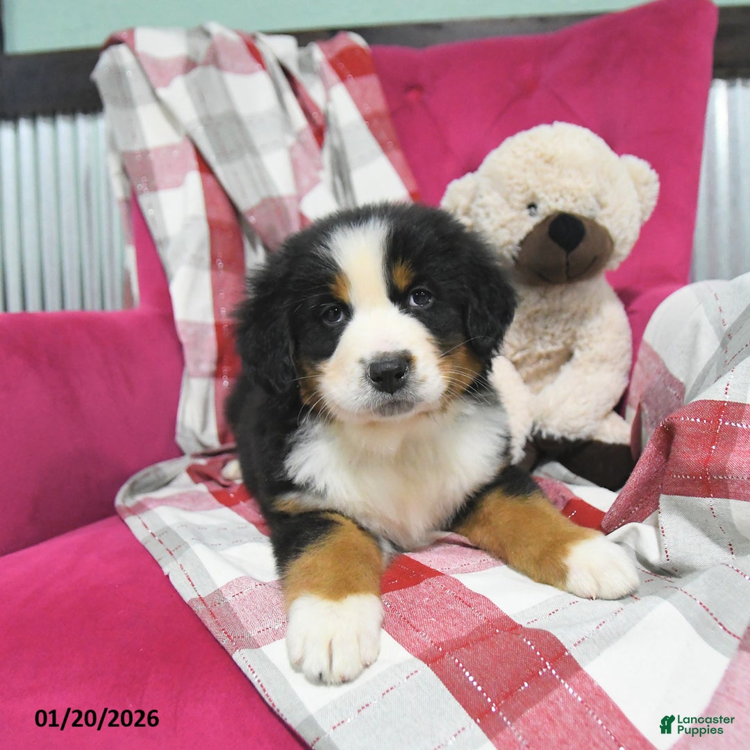 Bernese Mountain Dog dogs for sale: Jade - Ad 3